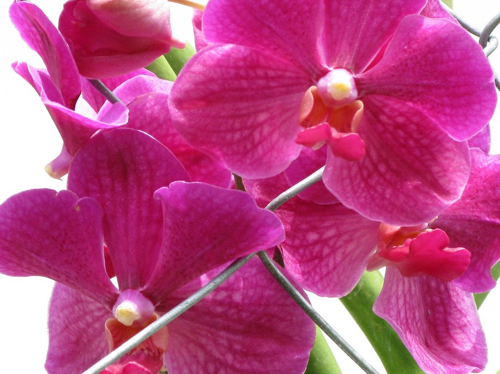 El Viajero Discover Why Zamboanga is dubbed as the CITY OF FLOWERS