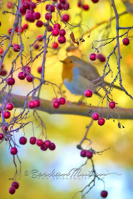 Robin Erithacus rubecula