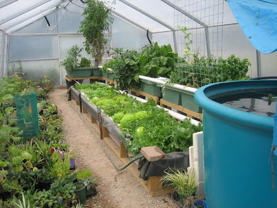 aquaponic, aquaponics, aquaponics system, backyard gardening ...