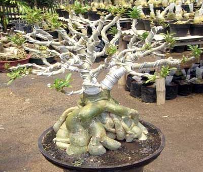 Teknik Perantingan Pada Bonsai Adenium 