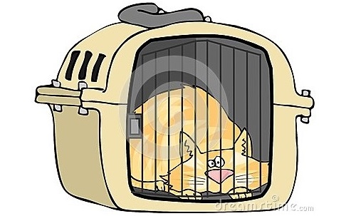 Bawa Kucing Sekali Balik Kampung (Perjalanan selama 11 Jam), tips bawa kucing travel, kucing dalam kereta