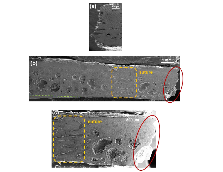 Biomimicry Selangor: The journey of a turtle: Mechanical Performance of ...