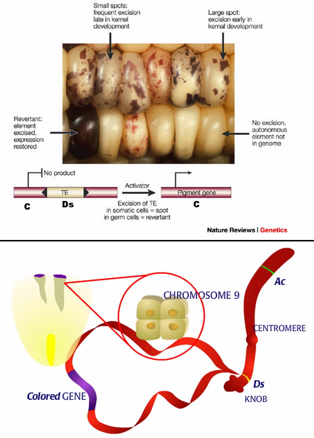 As Many Exceptions As Rules Corn Color Concepts