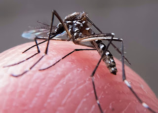 Estudo mostra que dengue pode gerar imunidade contra Zika