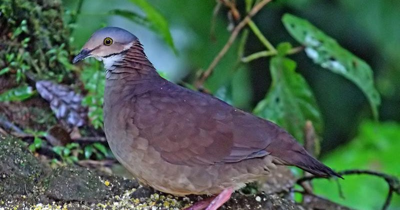 Argentina nativa Paloma montera grande (Zentrygon frenata)