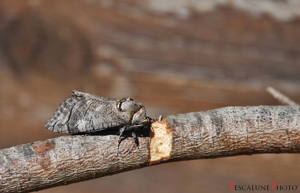 Pescalune Photo: Cossus gâte-bois (Cossus cossus), Goat moth