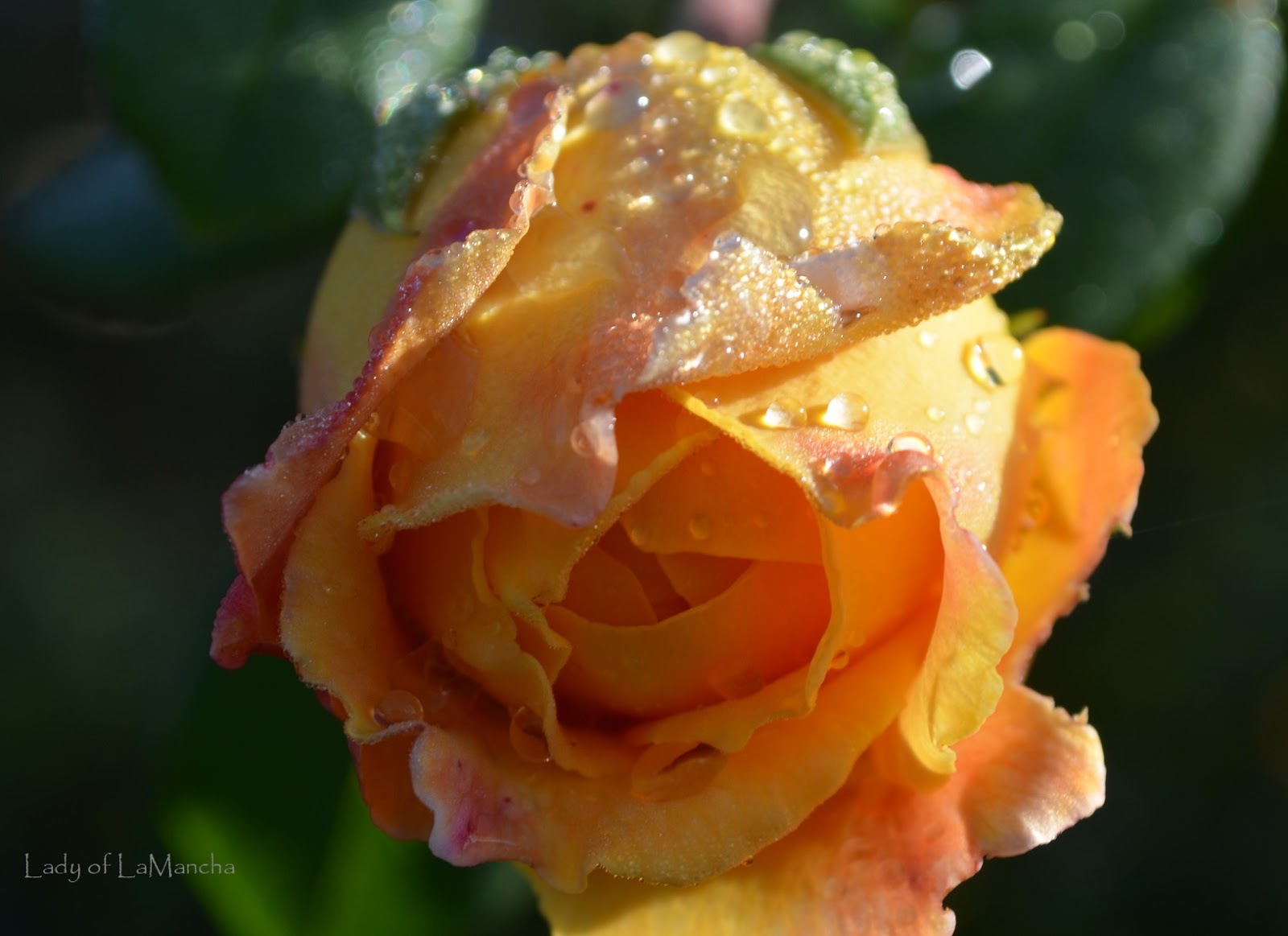 Lady of LaMancha Growing English Roses in Spain