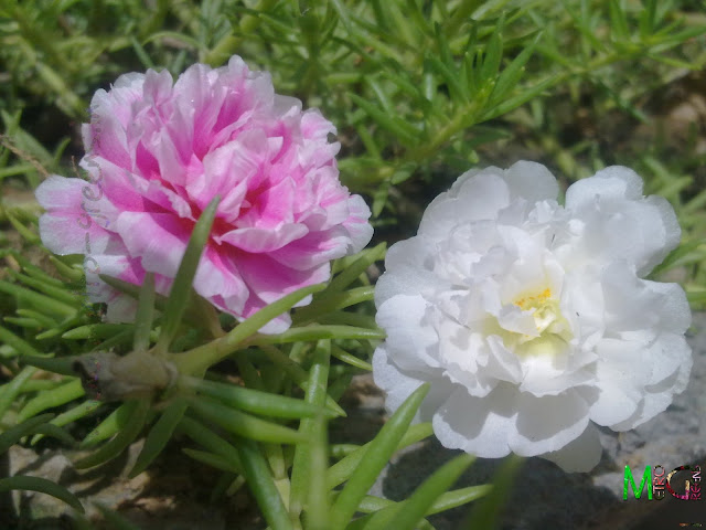 Moss Rose, White Moss Rose, Pink Moss Rose, Portaluca Grandiflora