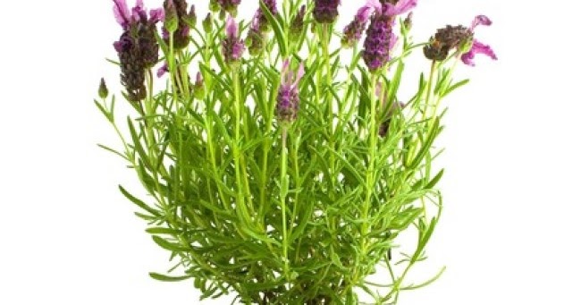 Berbagai Spesies Merpati Dan Dara Dimanfaatkan Sebagai Burung Hias