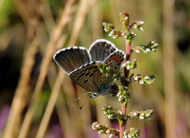 Mariposas y orugas (Volvoretas e eirugas): febrero 2016