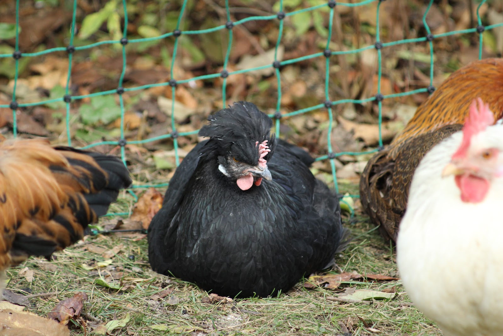 Koksgansi Ii Oh Holde Grafin Mariza Ich Rupf Dich