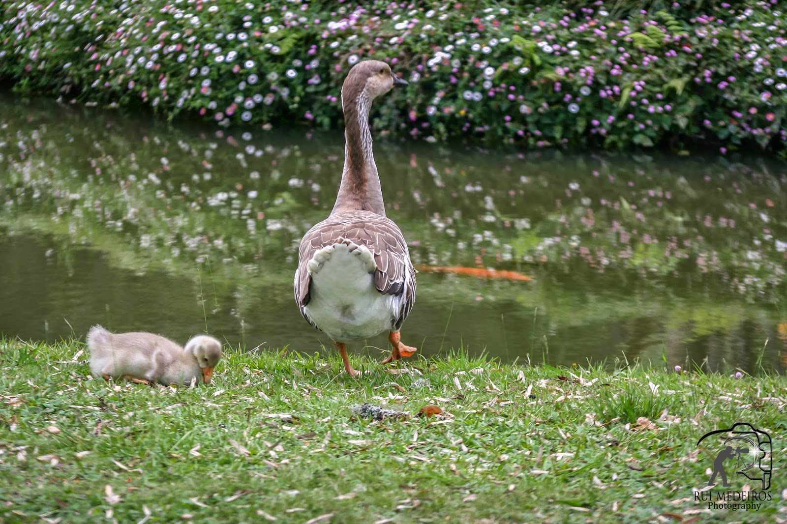 Pata Nahi Meaning In Bengali Pata Nahi Meaning In Bengali