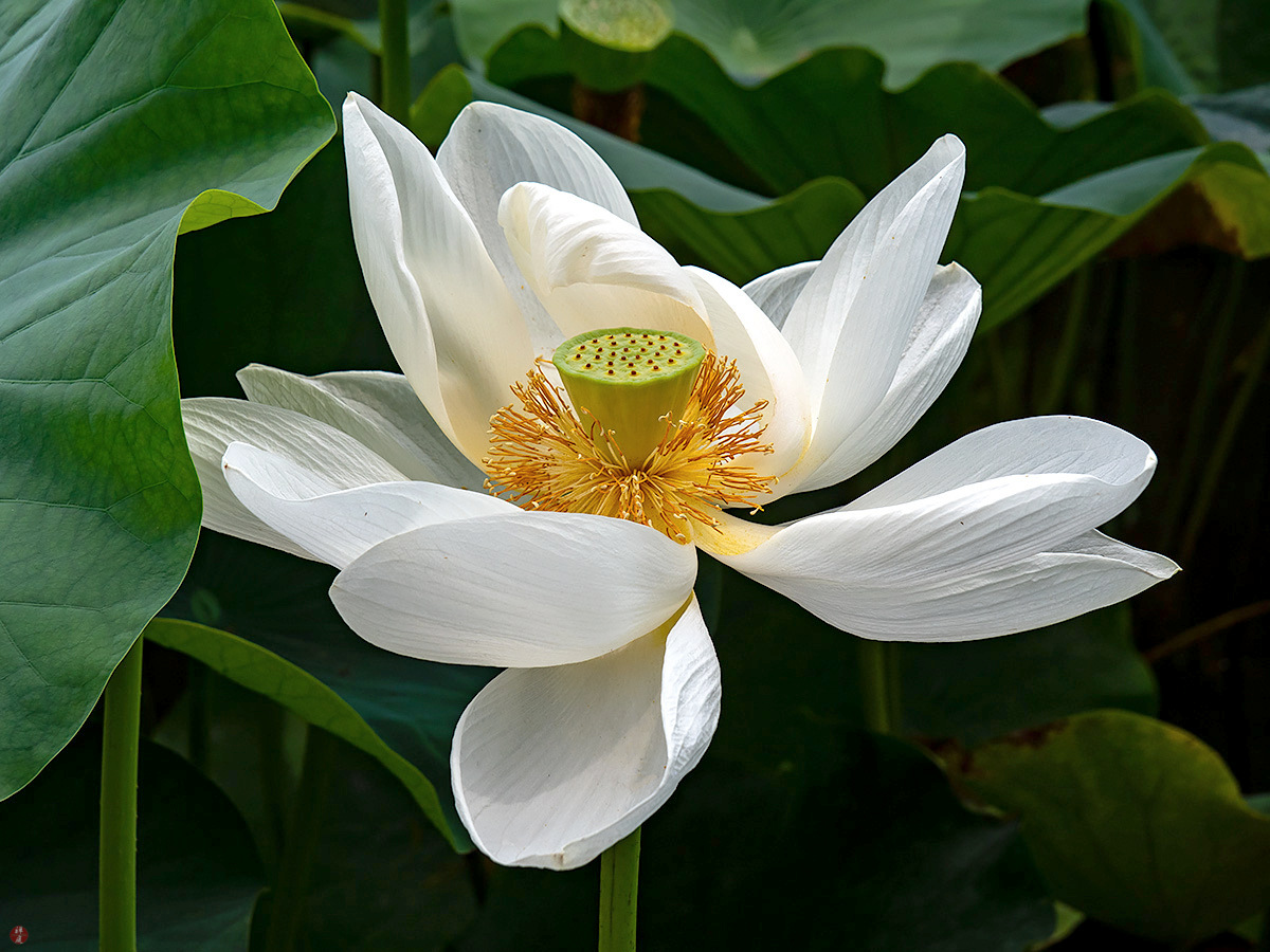 FROM THE GARDEN OF ZEN Sacred lotus flower Tsurugaokahachimangu