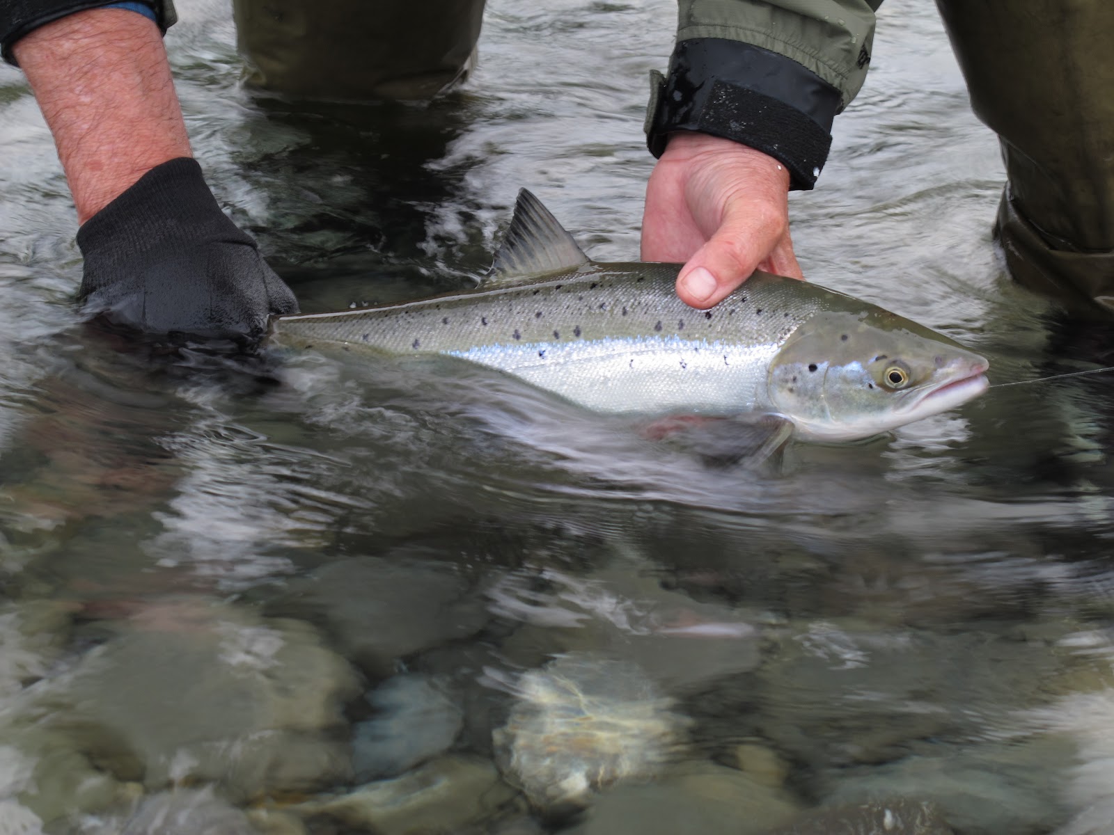 Home Waters A Fly Fishing Life Bonaventure River, The Gaspe Atlantic