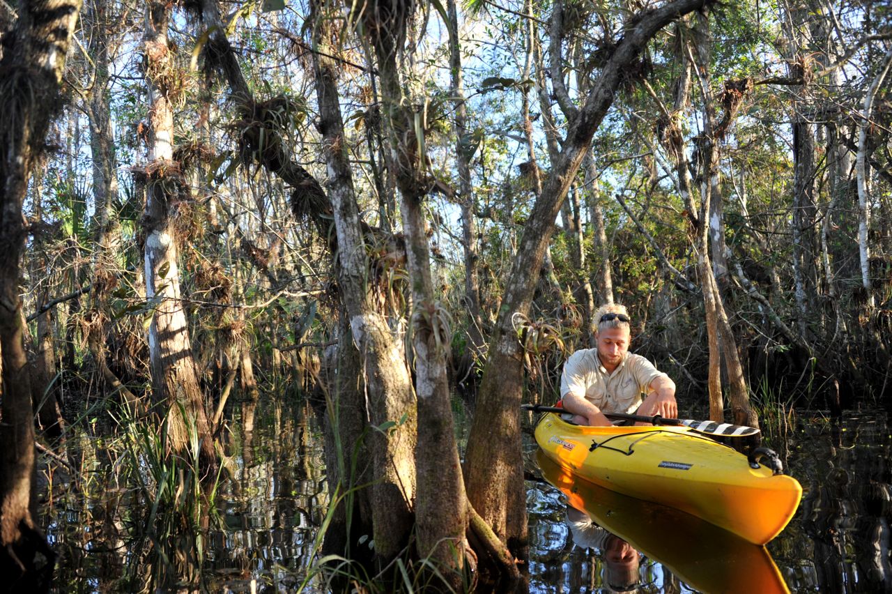 crazy little thing called blog Kayaking with Alligators, Turner River
