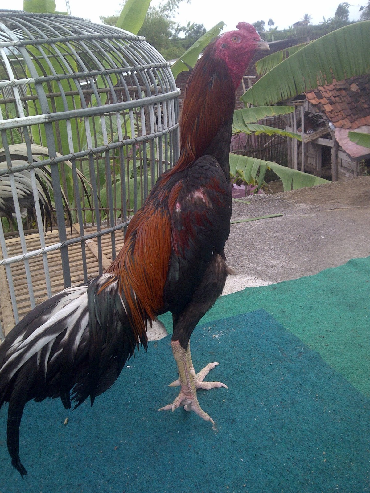 JUAL AYAM BANGKOK MURAH DAN BERKUALITAS