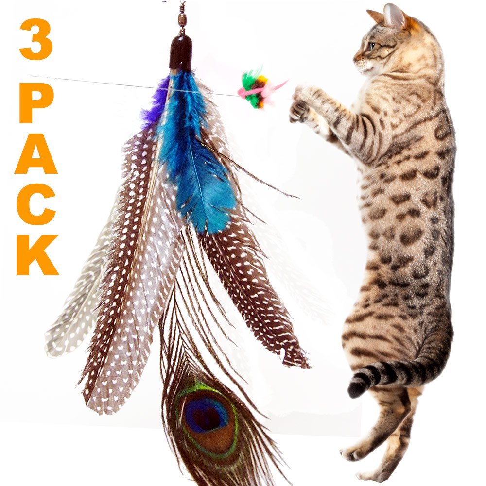 Tiny Home Lifestyle Reviews Attractive Cat Toy Refills Might be Too