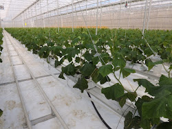 Eat locally Blog globally : A Visit to a Cucumber Greenhouse