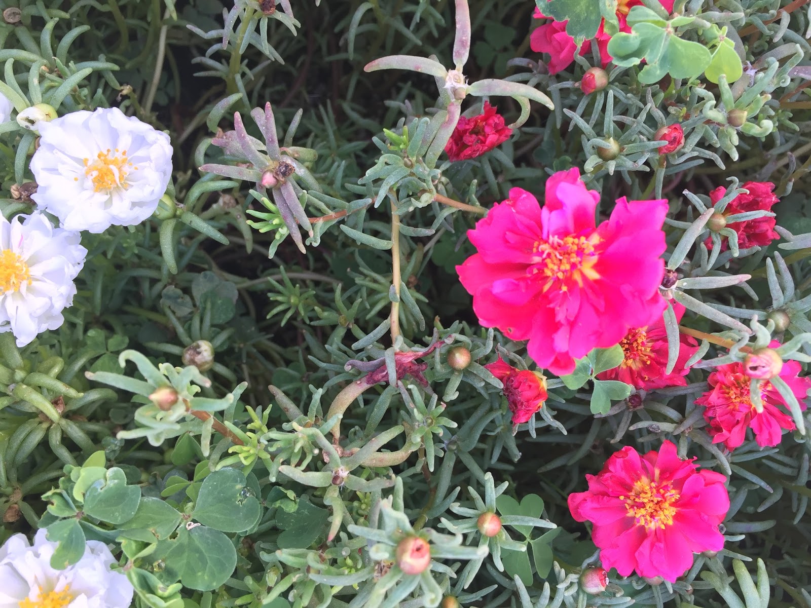 The Twins Lora and her flowers... She Loves flowers.