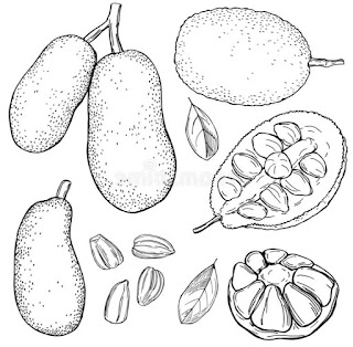 Sketsa Buah Nangka Sketsa Buah Nangka