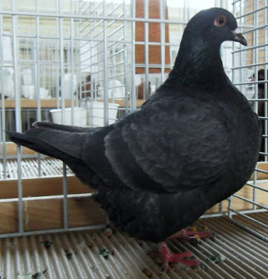 american pigeons