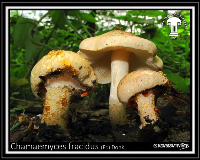 Chamaemyces fracidus (Fr.) Dοnk