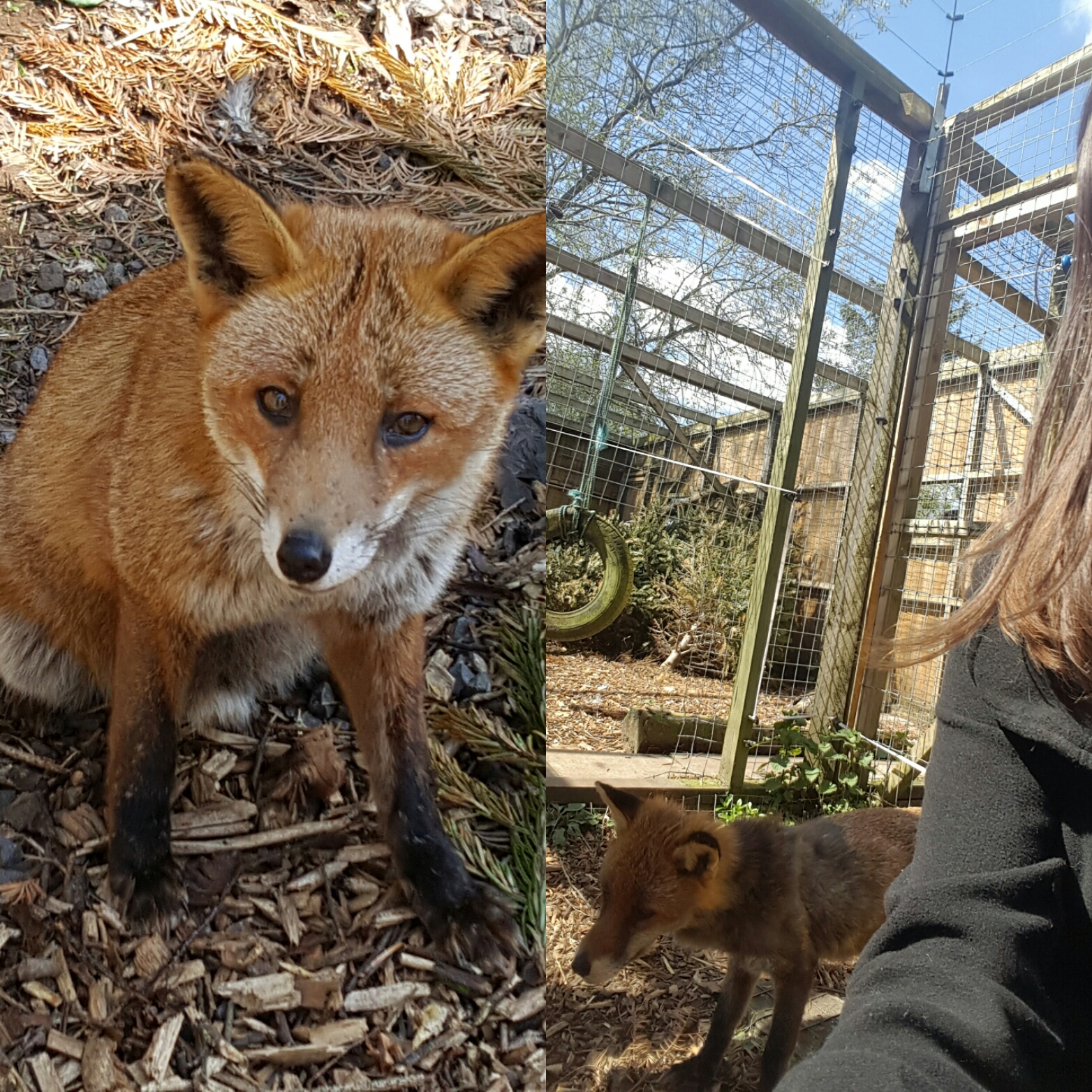 Hoo Farm Animal Experience