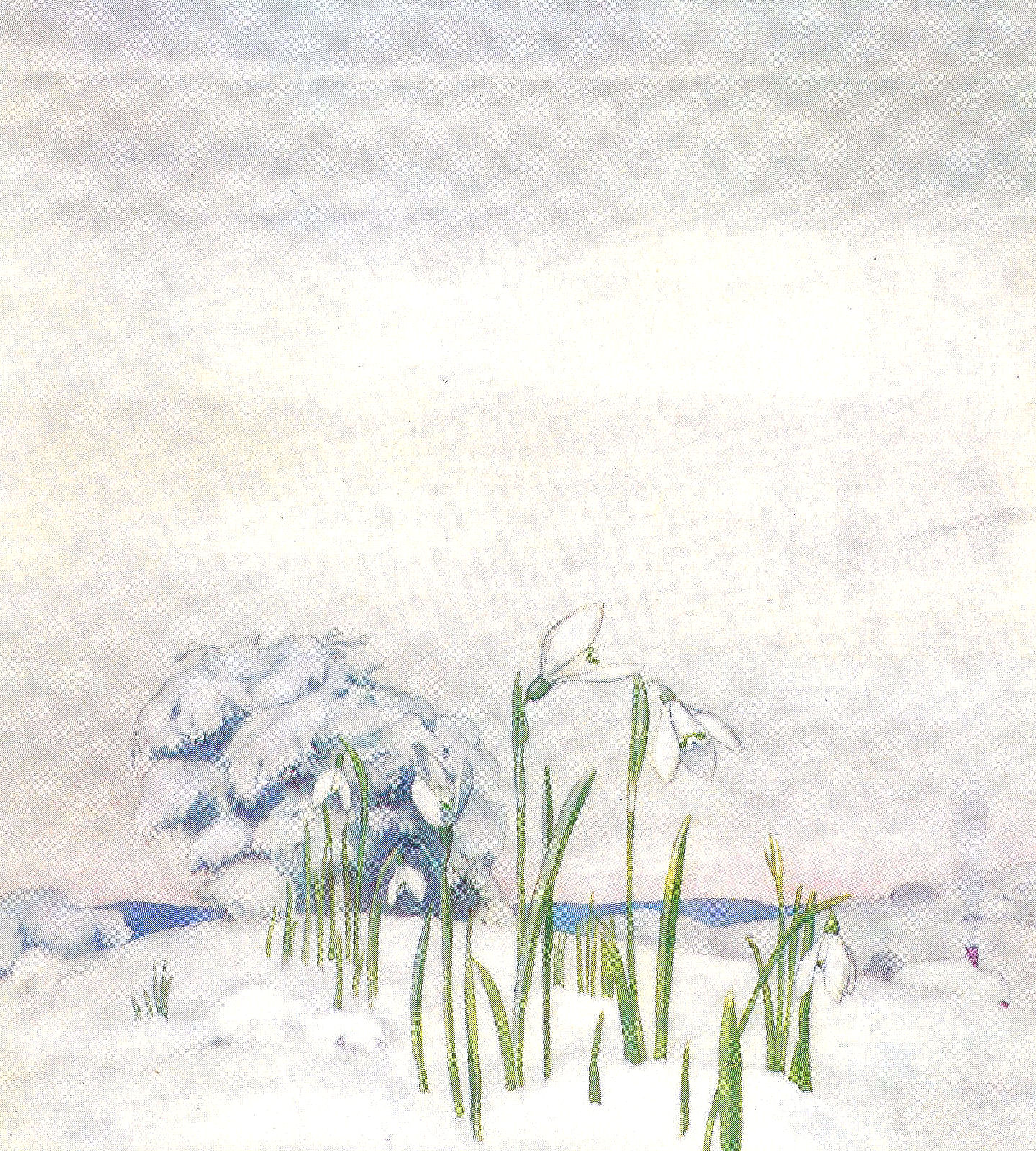 clipart of winter flowers - photo #26