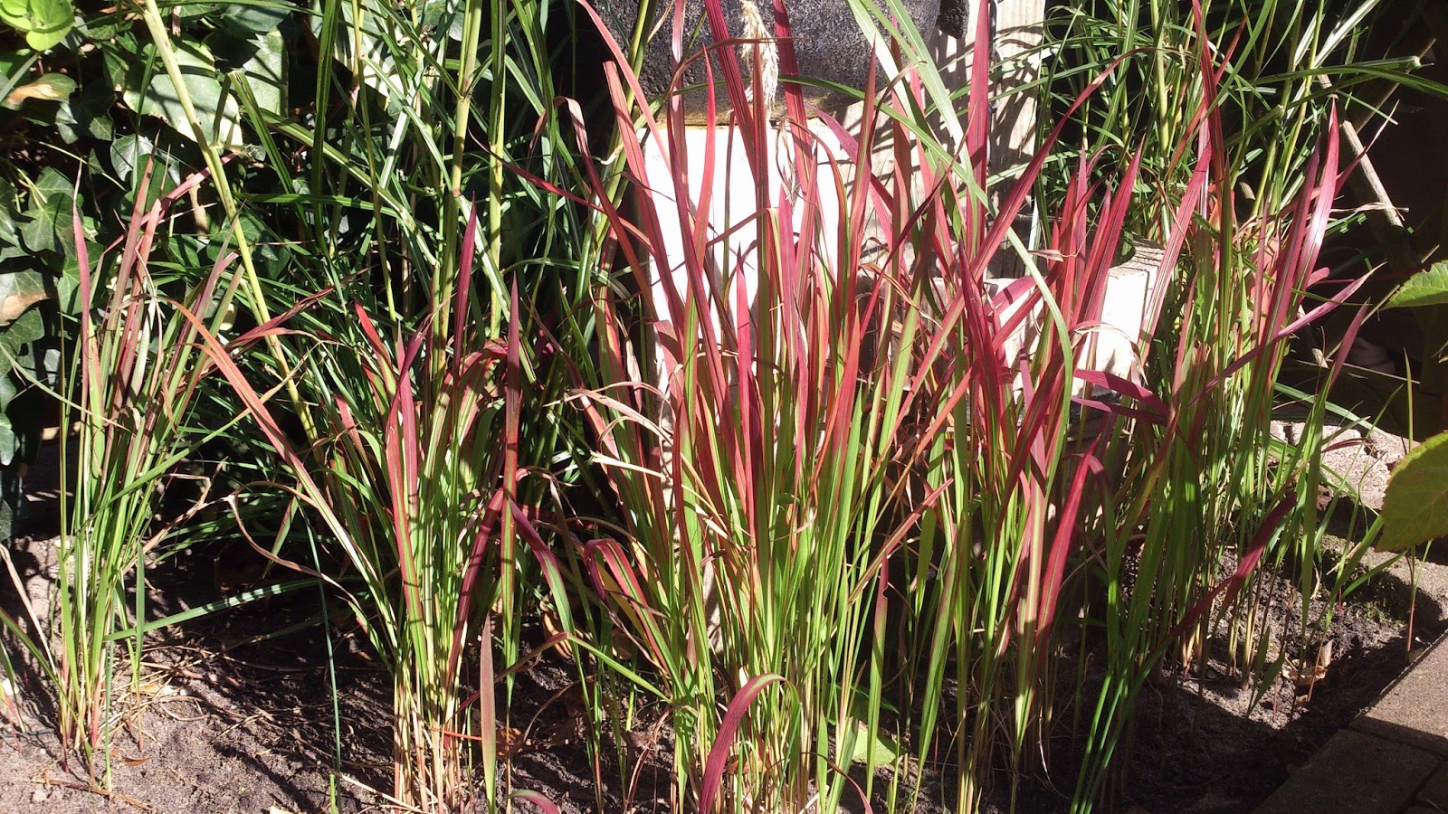 Vademecum Interesting Plants Imperata cylindrica Imperata