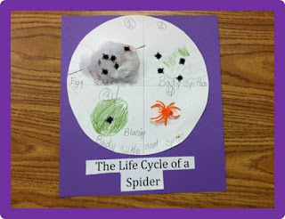 Primary Science: Spider Life Cycle, The Schroeder Page