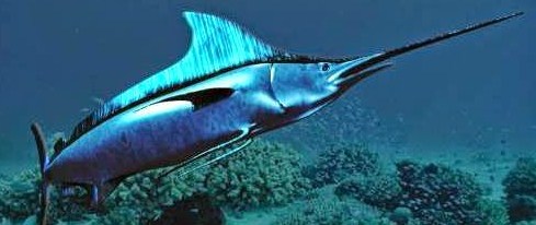 Macam Jenis Ikan Pancing Laut Dunia Gambar Pancingan