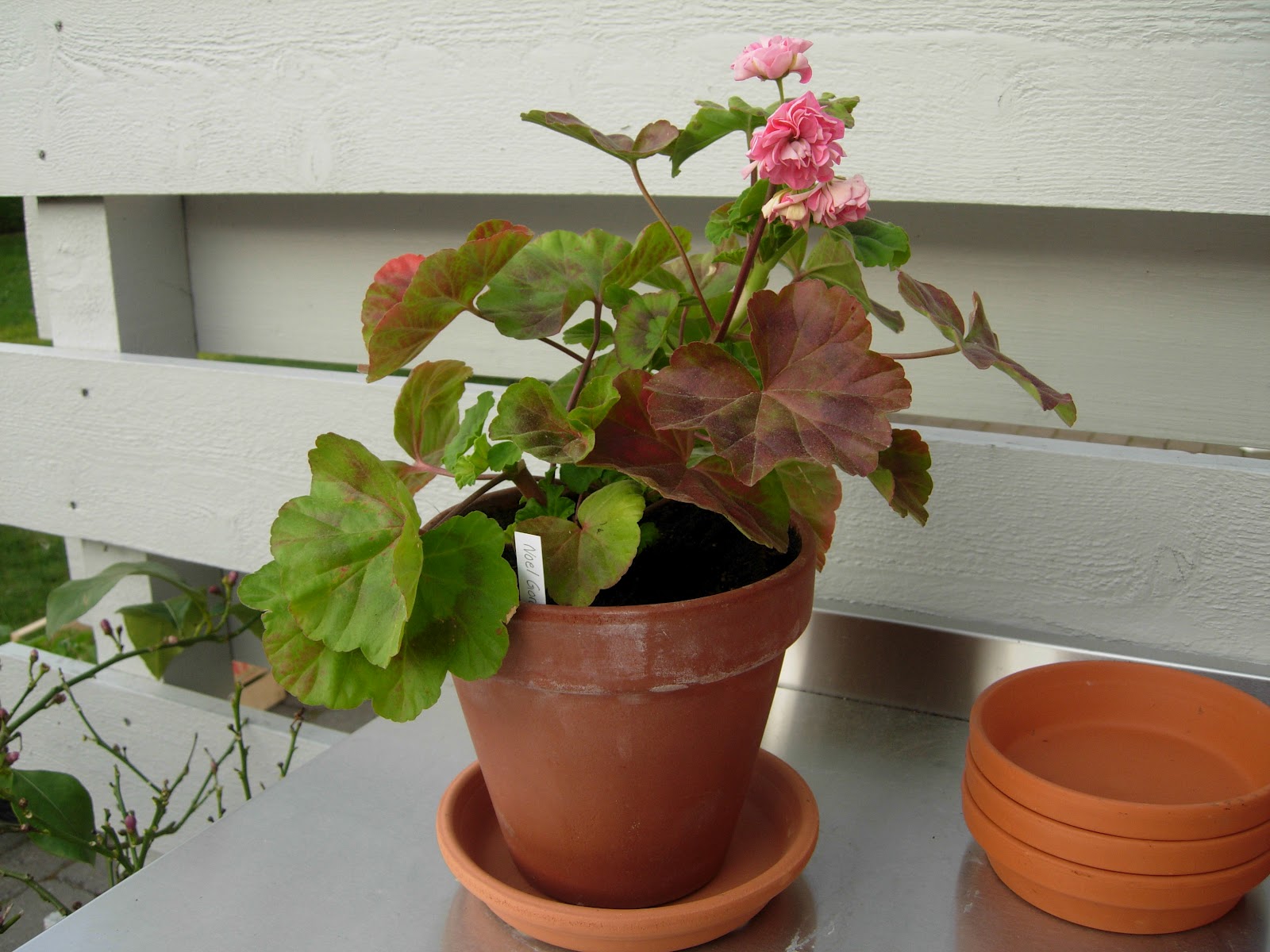 Pelargonernas Rike Noel Gordon