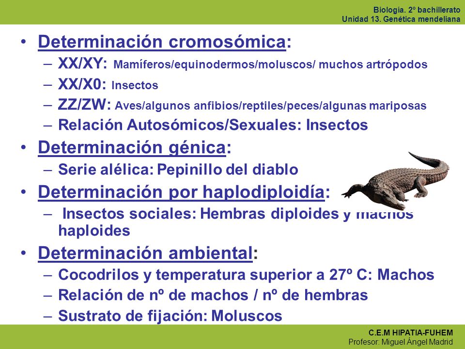 Ciencias En El Cic 2º Bachillerato BiologÍa Tema 15 GenÉtica Mendeliana