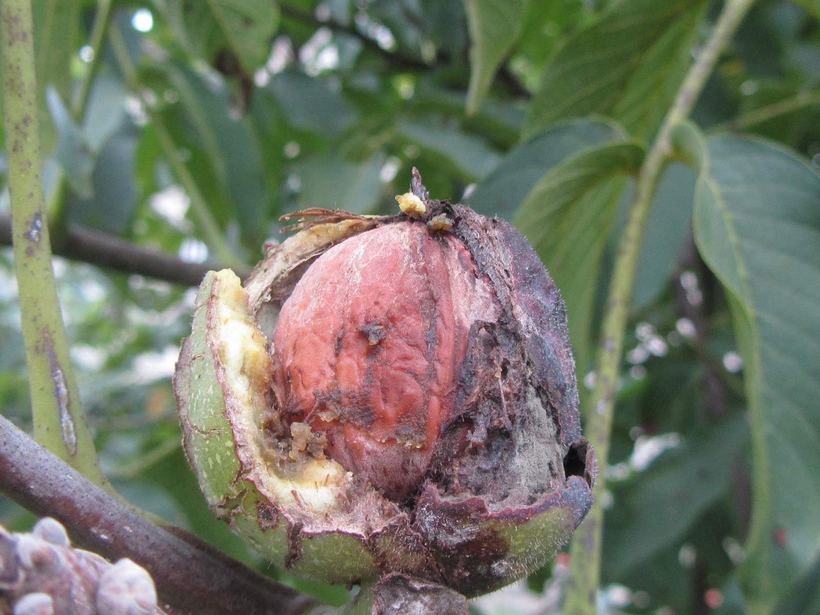 Noce Comune (Juglans regia), il suo
