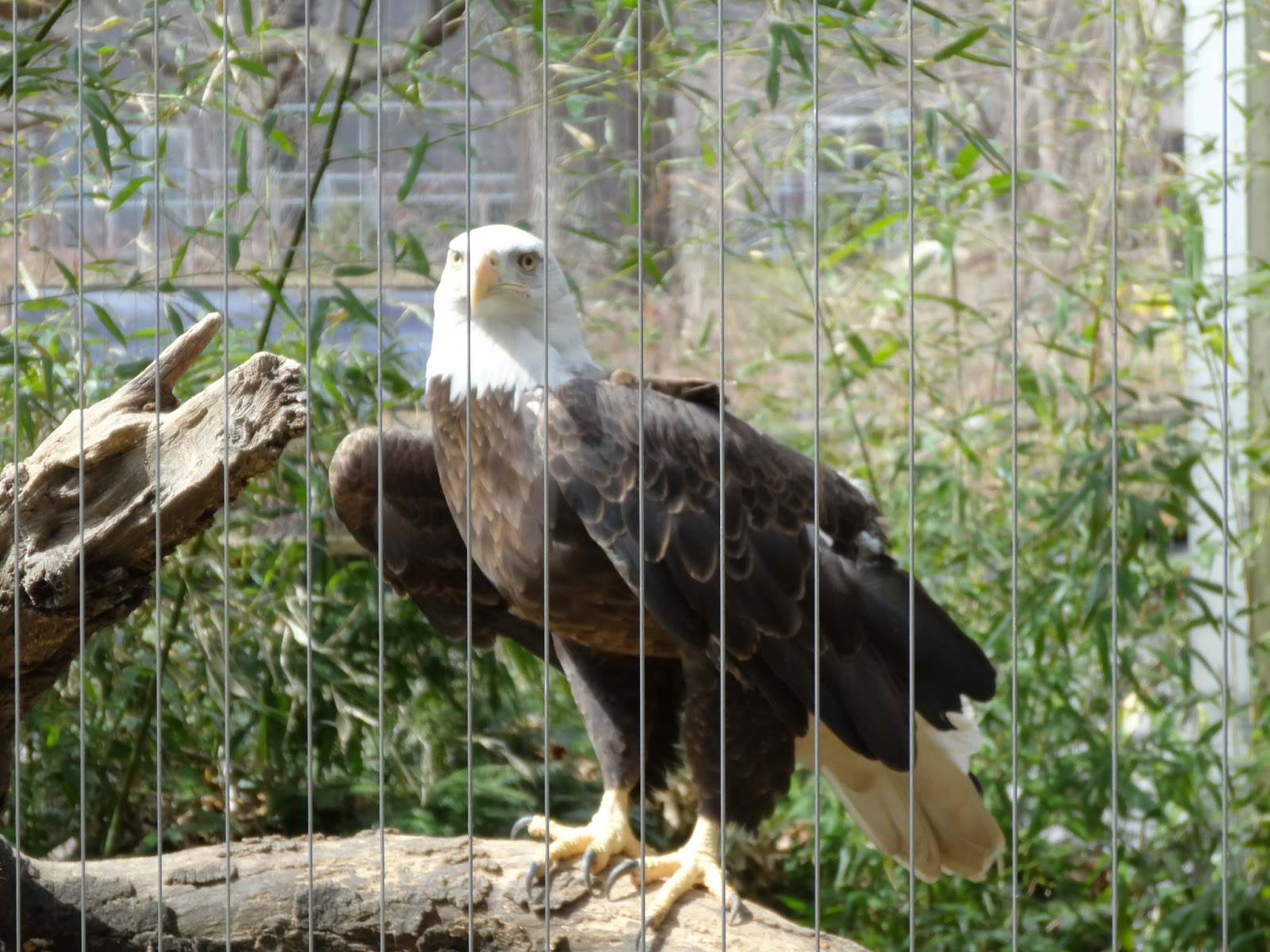 Stu the Zoo Are birds boring?