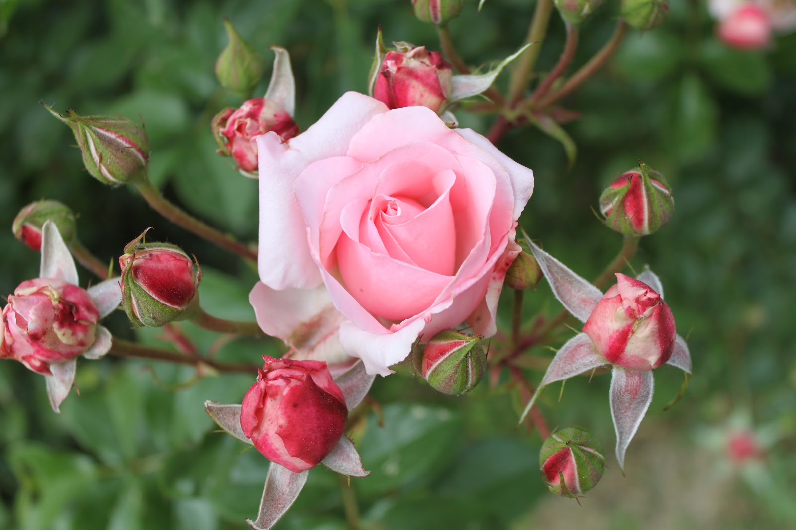 Aggie Horticulture Goes To Italy: Rose