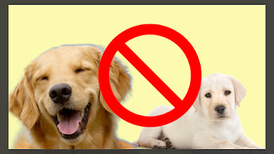 Comidas proibidas para seu cão