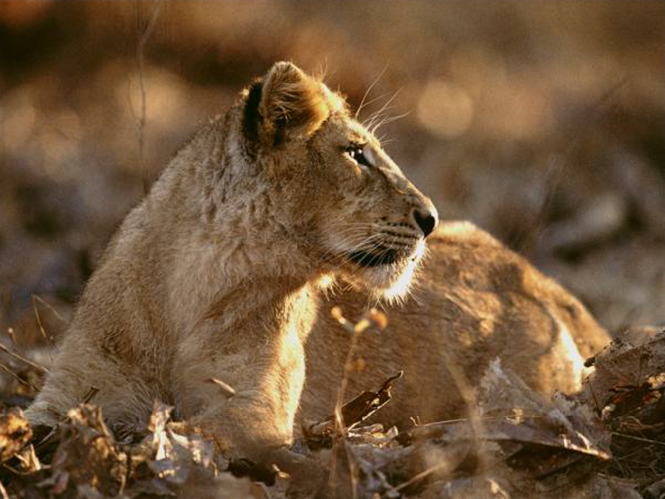 FREZAGUE74: LEONES AFRICANOS WALLPAPERS