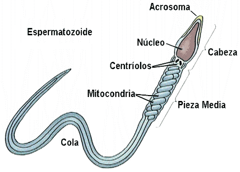 espermetozoides