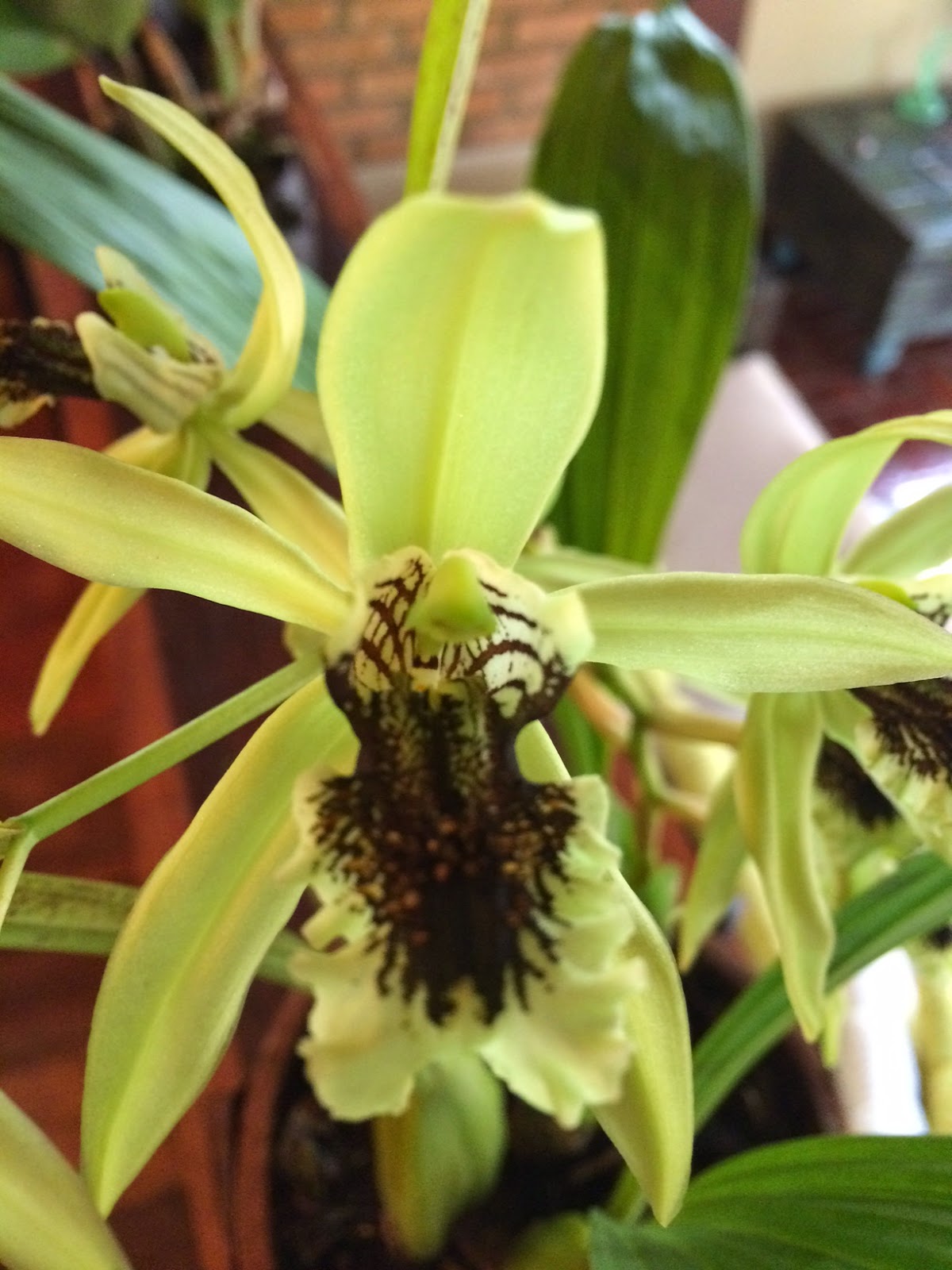 Orquídeas da Pachamama: Coelogyne pandurata