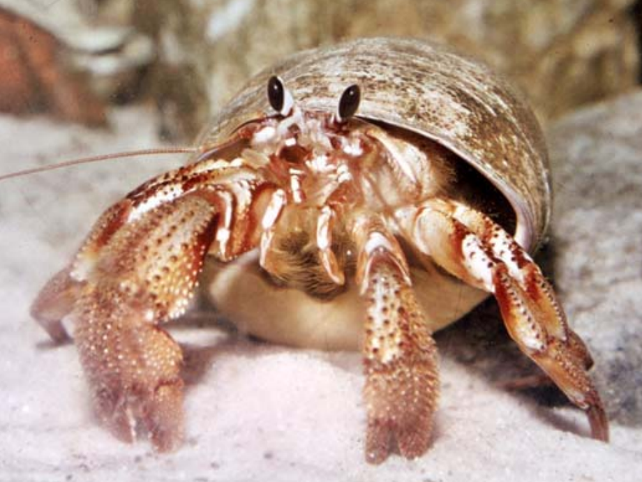 Hermit In Crab-Hermit Crab