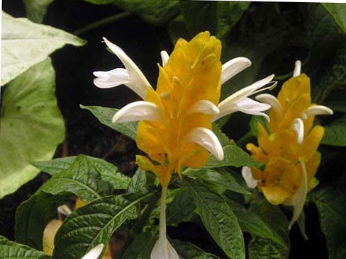 Pachystachys lutea 