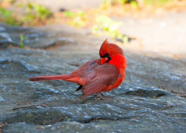 Northern Cardinal - Central Park, New York