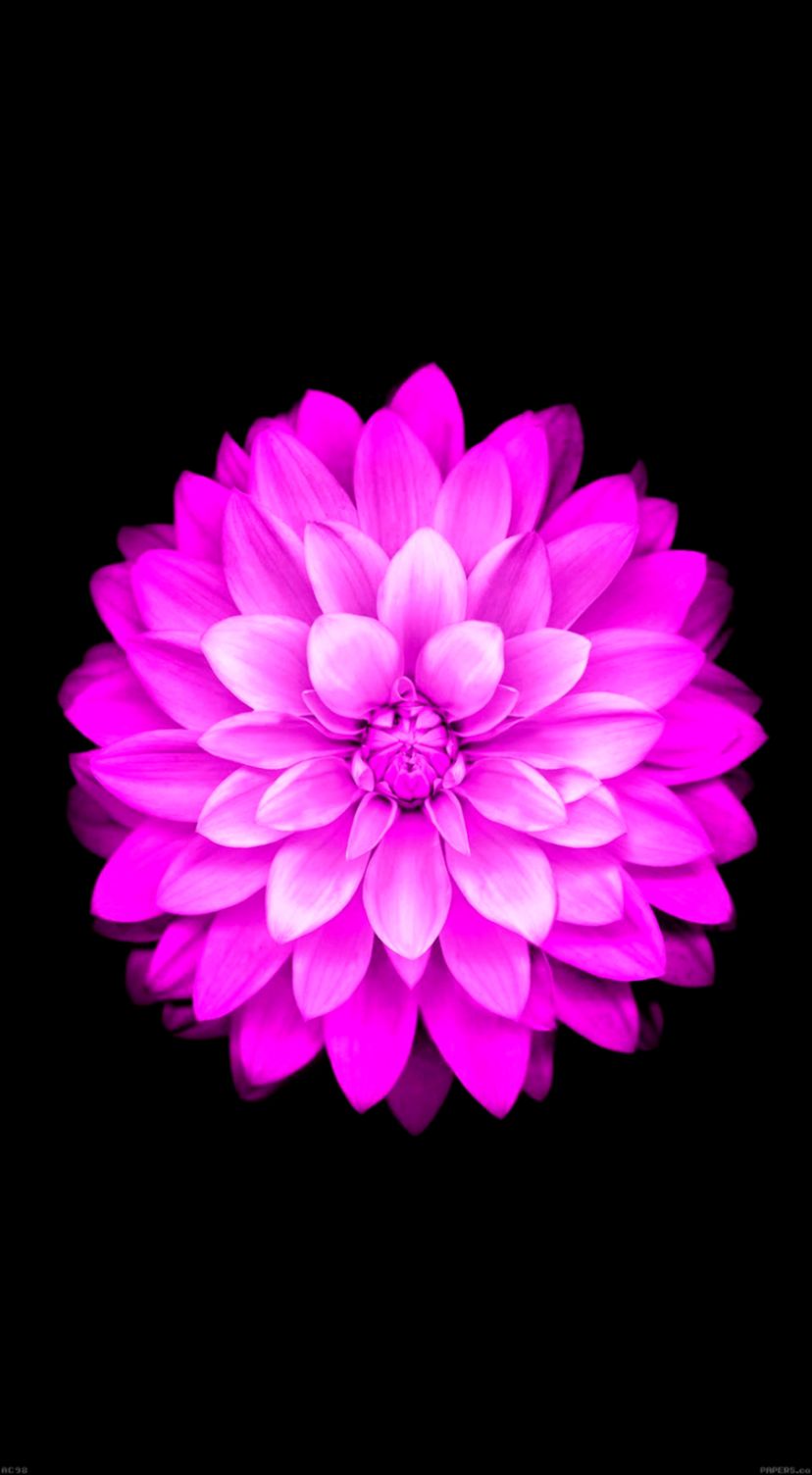 iPhone 6 iOS 8 Flower Wallpaper