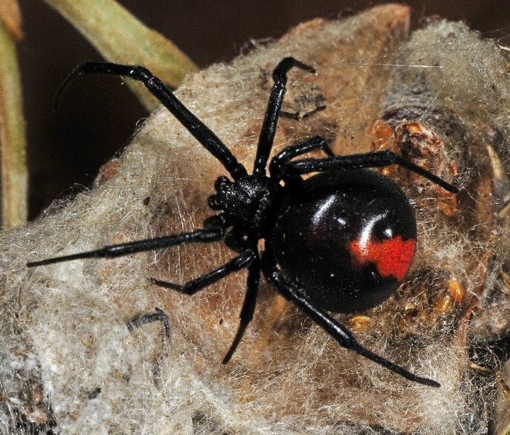 Redback spider | The Life of Animals