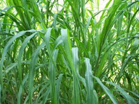 picture of napier or elephant grass