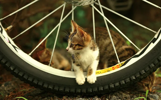 Kat tussen de spaken van een wiel