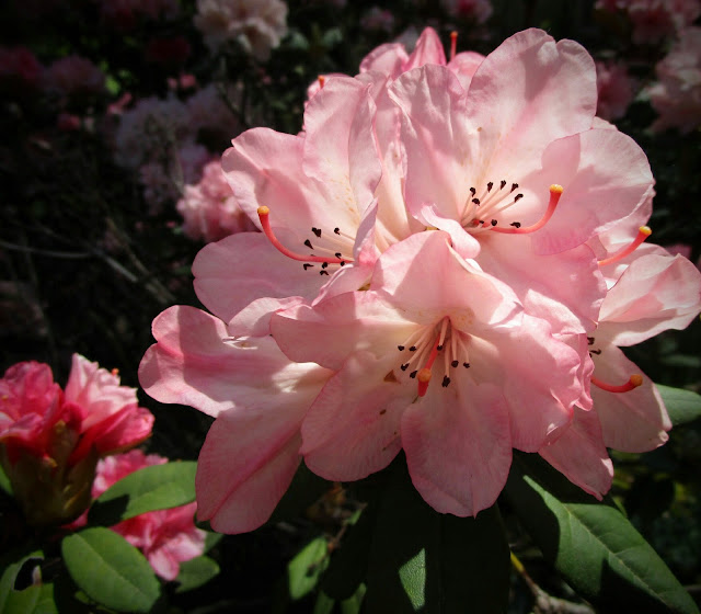 Outside Now Props to the Azaleas and Rhodies This Year
