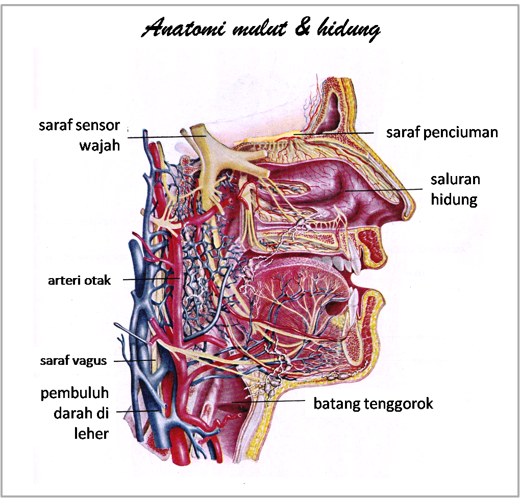 15+ Organ Pencernaan Manusia Hitam Putih Images