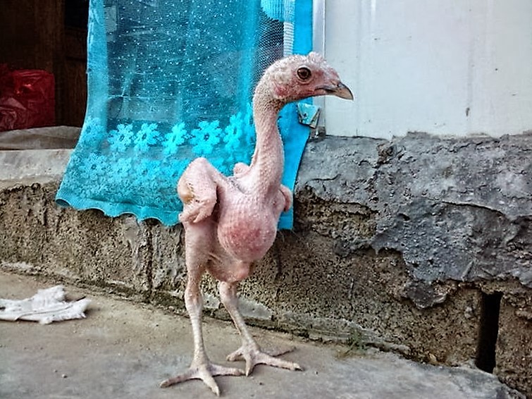 Fieggentrio: Kippen: Van een kale kip kun je niet plukken